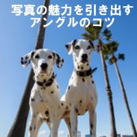 写真の魅力を引き出すアングルのコツ