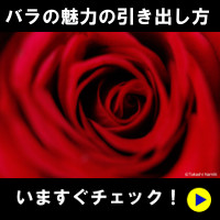 バラの魅力の引き出し方 いますぐチェック!