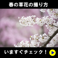 春の草花の撮り方 いますぐチェック!