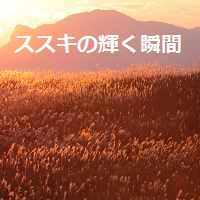 ススキの輝く瞬間