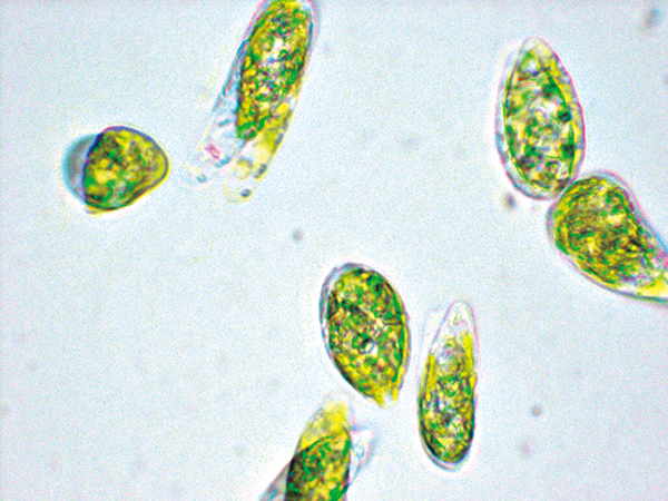 写真： 微細藻類ユーグレナ（和名：ミドリムシ）