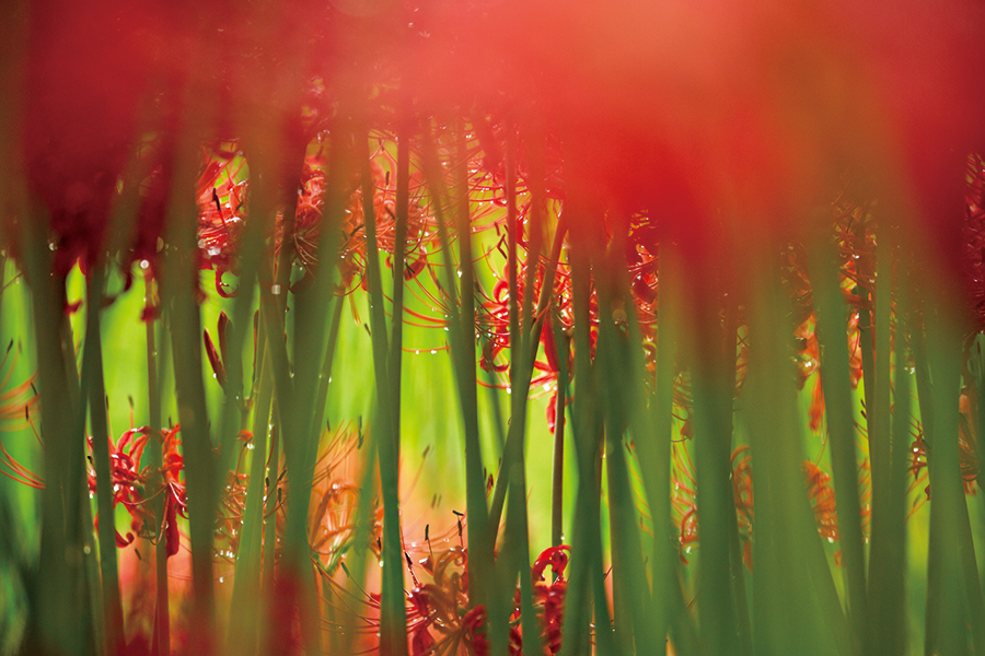写真：群生する赤色の彼岸花