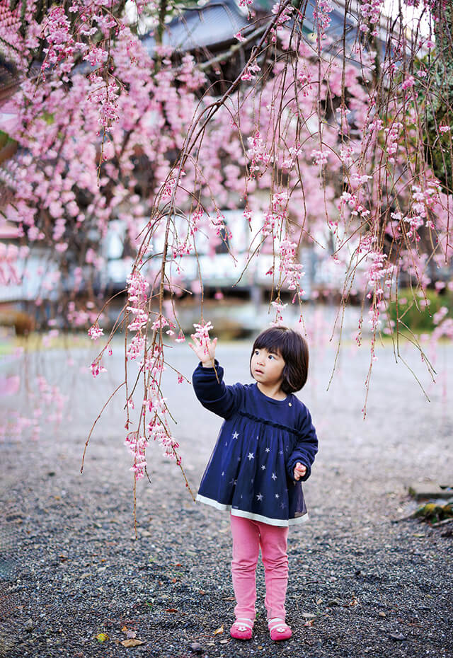 写真：旅先で有名なしだれ桜とお寺を背景にして撮影した写真