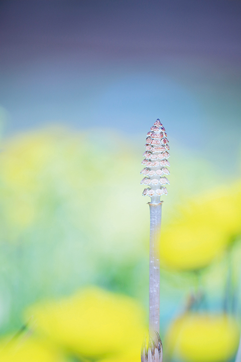 写真：つくしだけでも春を感じることはできますが、黄色の花を背景にすることで、より春らしい色彩の一枚に