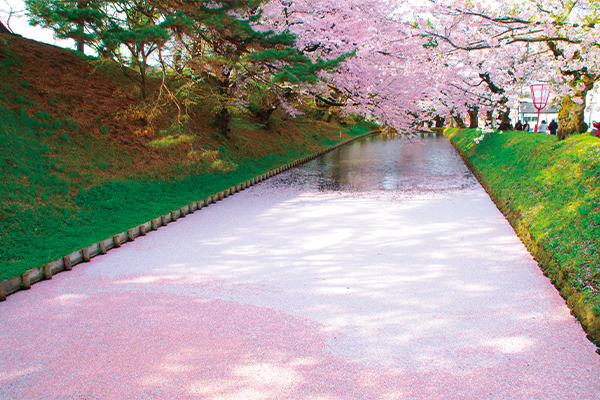 写真：桜×城のコラボレーション