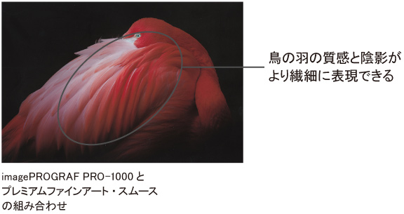 imagePROGRAF PRO-1000とプレミアムファインアート・スムースの組み合わせ。鳥の羽の質感と陰影がより繊細に表現できる。